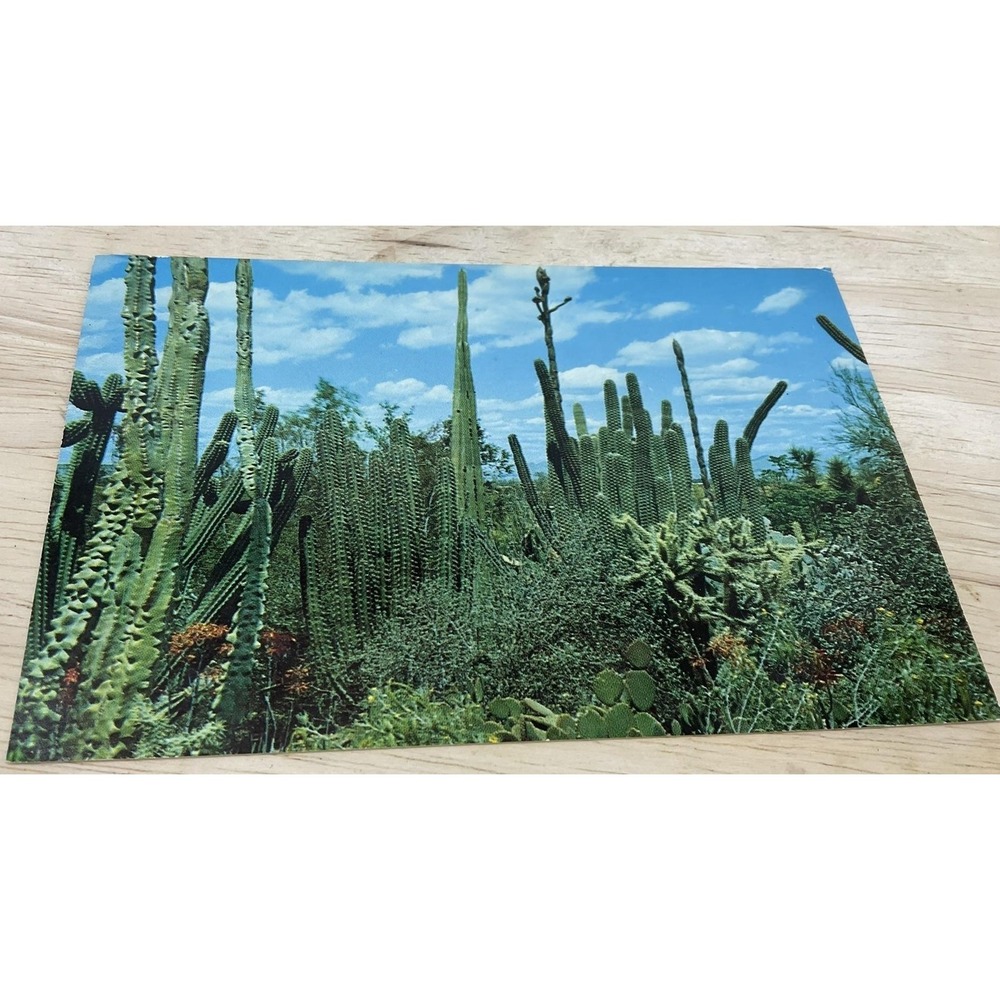 Vintage Desert Botanical Garden‎ Tempe Arizona Petley RPPC Postcard 5.5x3.5 In